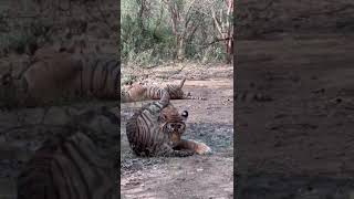 Ranthambhore National Park [upl. by Rennug]