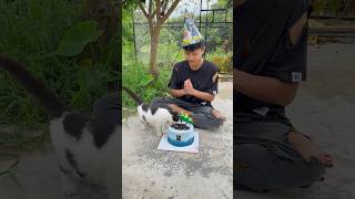 Cats birthday but… 😢😭😱cat kitten animals pets foryou shorts [upl. by Alieka]