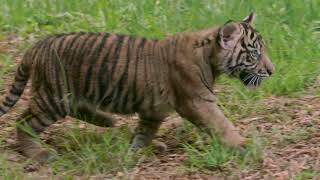 Venturesome Sumatran Tiger Cubs at the San Diego Zoo Safari Park [upl. by Kcajyllib]