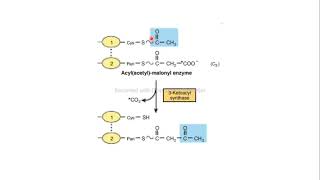 ácido graso sintasa 3 cetoacido bioquímica Harper [upl. by Dlared]