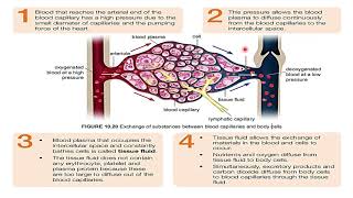 10 Chapter 10 107 Formation of tissue fluid [upl. by Cully]