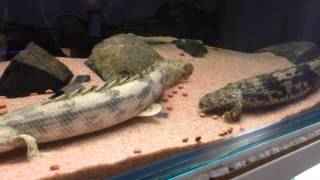 POLYPTERUS ENDLICHERI 2014 [upl. by Allana587]