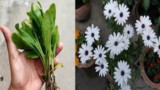 Best process to grow and care DimorphothecaAfrican daisyCape marigold part1 [upl. by Anerahs275]