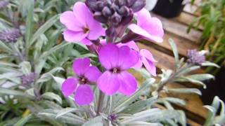 Wallflower  Erysimum linifolium  Aronsvöndur  Sumarblóm  Garðagróður [upl. by Juditha]