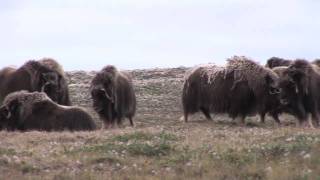 Musk Ox On the Move [upl. by Essilem]