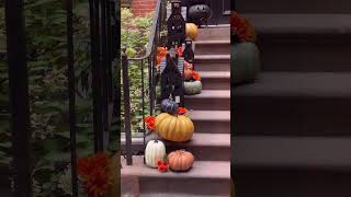 Upper East Side brownstone with AutumnHalloween Decor in Manhattan New York City [upl. by Yblek124]