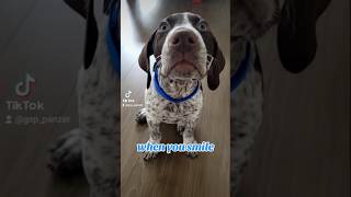 when you smile German Shorthaired Pointer GSP puppy Panzer😊❤️🐶 fyp new shorts ytshorts viral [upl. by Viquelia]