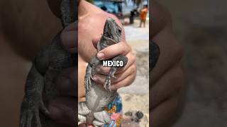 Wild Spinytailed Iguana in Mexico shorts herping reptile [upl. by Ellenhoj]