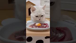 Asmr cat food  asmr sound  asmr EP22 asmr cat catfood cute cutecatsounds asmrsounds [upl. by Siraj670]