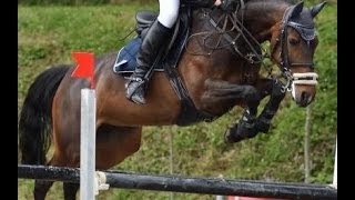 wwwsporthorsesonlinecom 2005 Oldenburger jumping mare 135 cm level sold [upl. by Canty210]