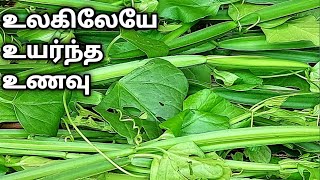 வாழ்க்கையில் ஒரு முறையாவது இதை சாப்பிட்டே ஆகணும்Adamant Creeper Chutney Pirandai Chutney Thuvayal [upl. by Hadwyn]