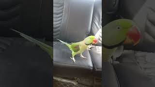 Dekhi h Saari dunia subscribe parrot shere trending birds funnyvideos shots [upl. by Hsirahc]