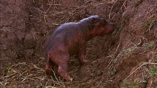 A Newborn Hippo Takes His First Breath [upl. by Lavinie]