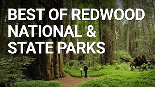 Top Things You NEED To Do In Redwood National Park California [upl. by Blen]