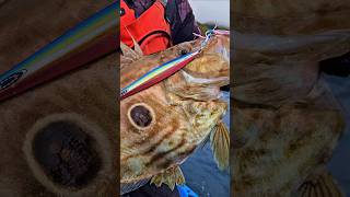 The John Dory hit the jig hard—we landed three that day johndory slowpitchjigging ocean [upl. by Alicirp1]