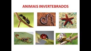 VÍDEO AULA  ANIMAIS INVERTEBRADOS [upl. by Anirat630]