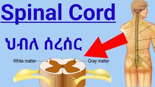 How Spinal Cord Works ascending tractsdescending tracts ህብለ ሰረሰር የአንጎል ክፍል እንዴት ይሰራል spinalcord [upl. by Anhoj]