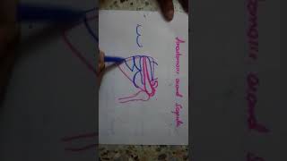 draw ANASTOMOSIS around SCAPULA in 1 minute [upl. by Tterrab]