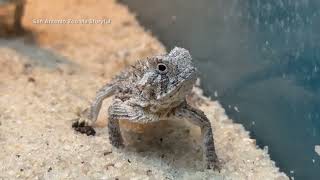 San Antonio Zoo welcomes 71 Texas horned lizard hatchlings [upl. by Yral982]