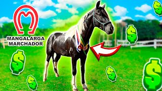 O Cavalo EMBAIXADOR vai pra NACIONAL do MANGALARGA MARCHADOR [upl. by Dwan]