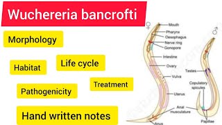 wuchereria bancrofti Zoology BSC 3rd year handwritennotes hpu viralvideo likeandsubscribe [upl. by Akkeber]