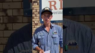 Wagga Cattle Market Report 8112024 [upl. by Genaro950]