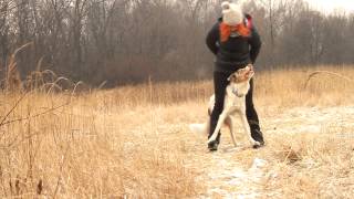 Border Collie Sorin  10 months Tricks frisbee amp obedience [upl. by Nhaj168]