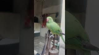 parrot birds cute parrottalking pets porrot cuteanimals aseelhenslover cutebirds funny [upl. by Sheryl]