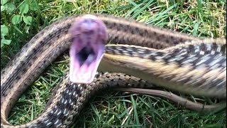 Garter snake 🐍 encounters [upl. by Ross801]