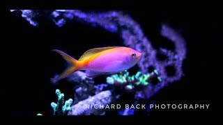 Fishy Stuff  Barlett Anthias [upl. by Manella]