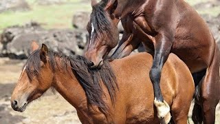 Ultimate Guide to Horse Boarding Everything You Need to Knowquot [upl. by Sharron663]