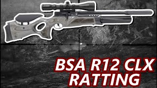 BSA R12 CLX  FARMYARD RATTING  Session 22 [upl. by Olegnaleahcim]