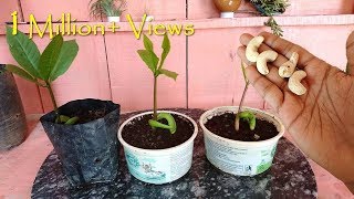 How to grow Cashew tree from seed at home काजू घर पे भी ऊगा सकते हैं आसानी से  Fast amp Easy [upl. by Veriee]