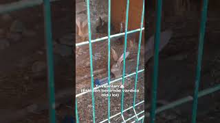 Animal Park Vlogg TR  vlog vlogs routine kesfet kesfetteyiz fyp imnotcool edit nanno [upl. by Eltsyrhc]