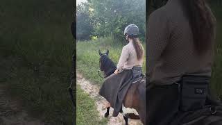 My Lady horse is back Filmed July 21st horses horsebackriding [upl. by Narot831]