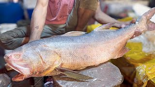 Giant Indiana Salmon Fish Cutting Skills Live  Amazing Salmon Fish Cutting In Bangladeshi Market [upl. by Celin]