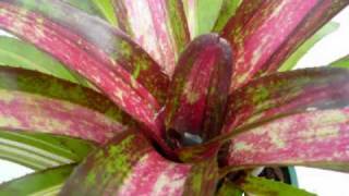 Bromeliad Neoregelia Predatoress  Red Mottled Blush amp Variegated Foliage [upl. by Chanda]