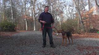 Airedale Terrier Training  Winston Salem NC  Newman [upl. by Bohon]