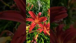 Daylily Flowers Blooming Throughout Summer  lilies 🌺🌺🌺 [upl. by Harold]