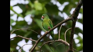 Orange chinned Parakeet Brotogeris jugularis [upl. by Norrag753]