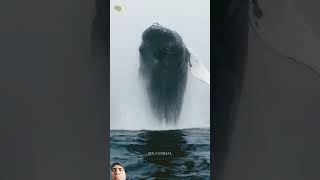 amazingfacts whale animals whalefish whalevomit factsinhindi shark whalewatching [upl. by Anayhd]