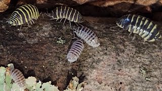 Today Pt 1  Many Colored Zebras Armadillidium Macultum Yellow and High White isopods [upl. by Craven]