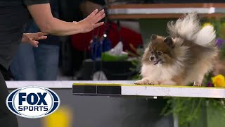 WoodyWolf completes memorable agility run in the 8inch class  FOX SPORTS [upl. by Asusej28]