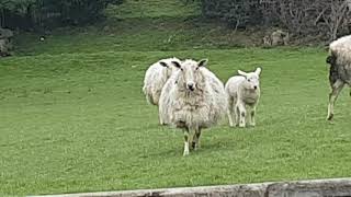 Sheep Baaing On A Farm In Great Britain [upl. by Armbruster377]