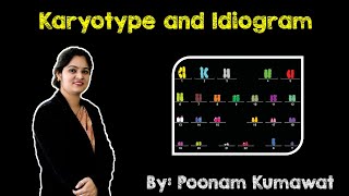 Karyotype and Idiogram  Cytology Molecular Biology  Genetics  NEET  AIIMS Board Exams [upl. by Tamanaha]