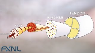 Tendinitis Tendinosis Tendinopathy Exercise is the best medicine for tendon pain [upl. by Domel272]