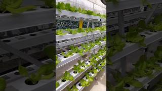 butterhead lettuce hydroponics shorts lettuce [upl. by Schrick]