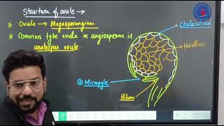 Structure of Ovule  Megasporangium [upl. by Jahdol]