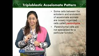 Triploblastic Acoelomate Pattern Animal Diversity Invertebrates Theory  ZOO512TTopic009 [upl. by Darrin]