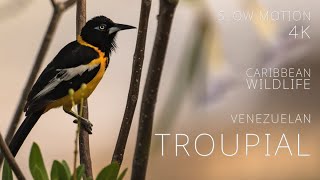 Caribbean Wildlife  special Venezuelan Troupial  a Film in 4K Super Slow Motion [upl. by Nivrehs]